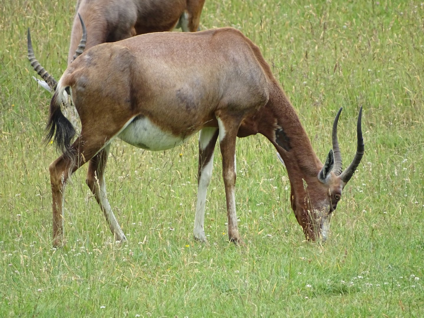 Blesbok (Damaliscus pygargus phillipsi)