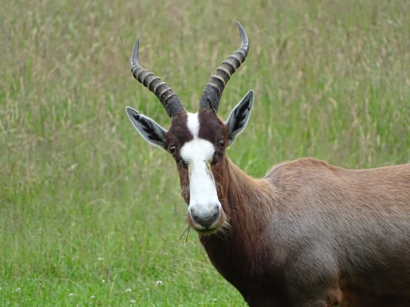 Blesbok (Damaliscus pygargus phillipsi)