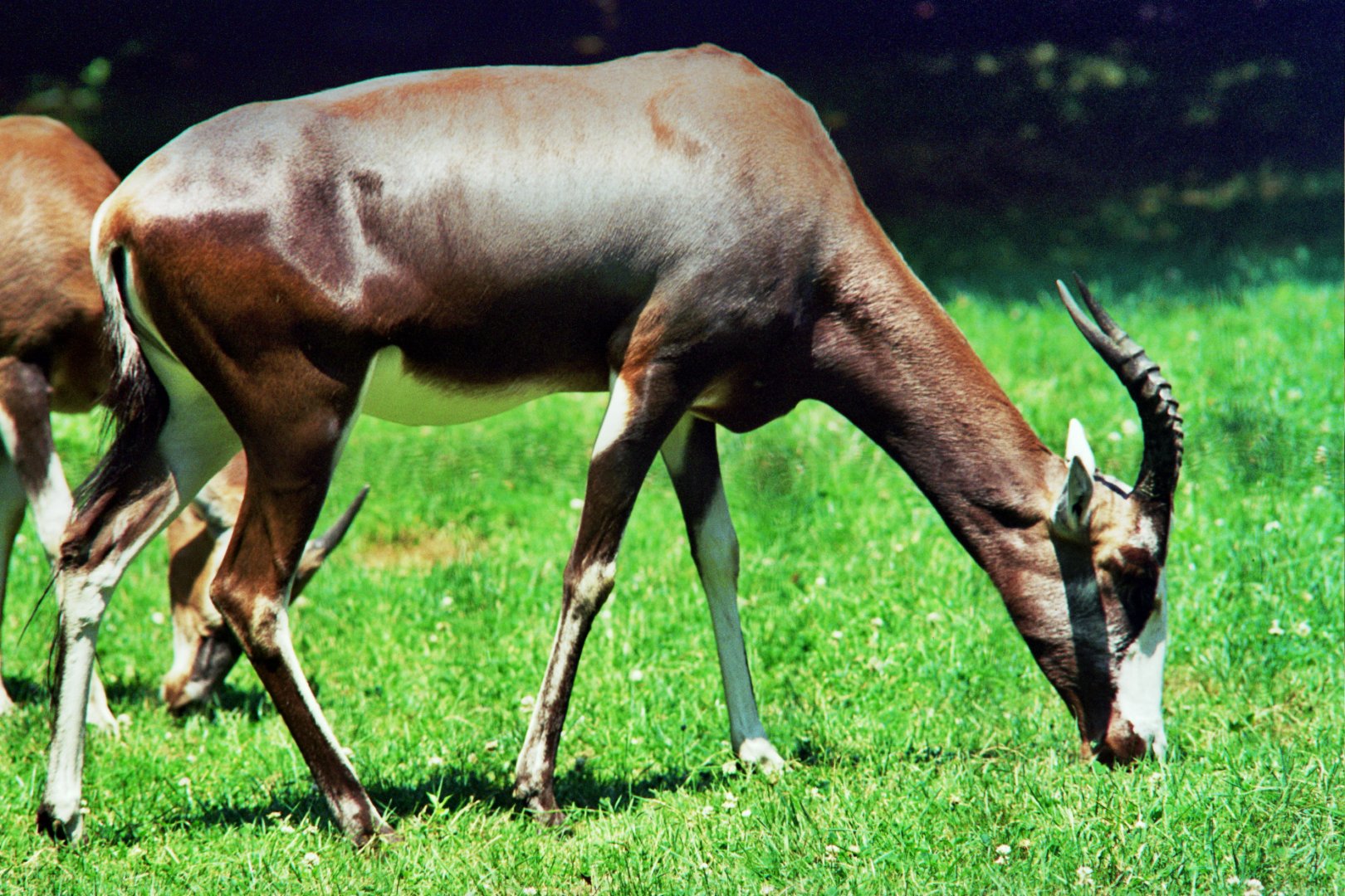 blesbok (Damaliscus pygargus phillipsi)