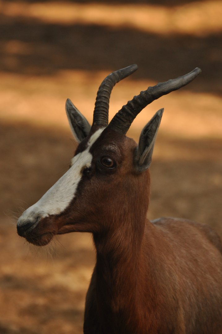 Blesbok (Damaliscus pygargus)