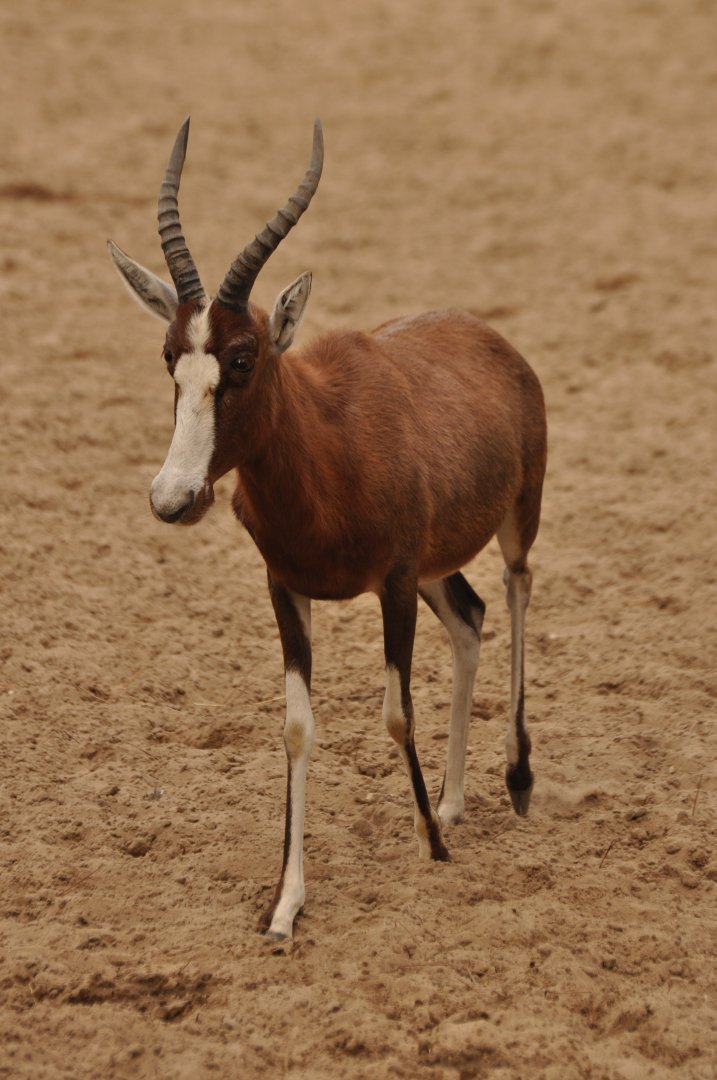 Blesbok (Damaliscus pygargus)