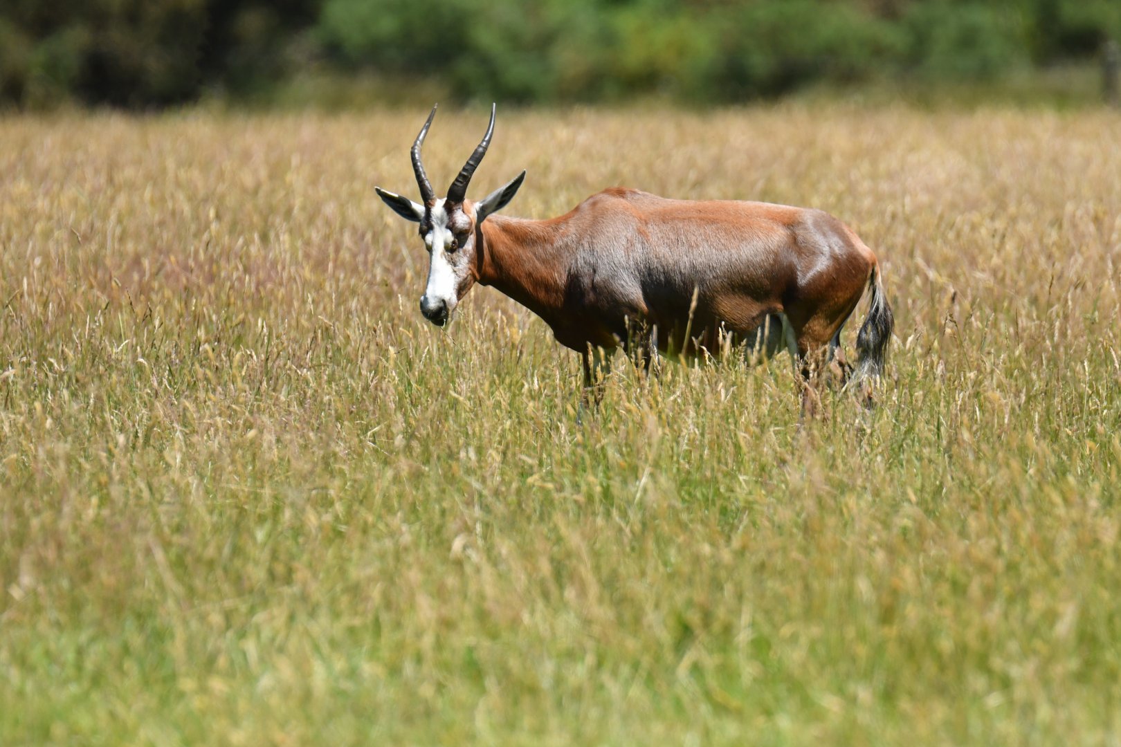 Blesbok (Damaliscus pygargus)
