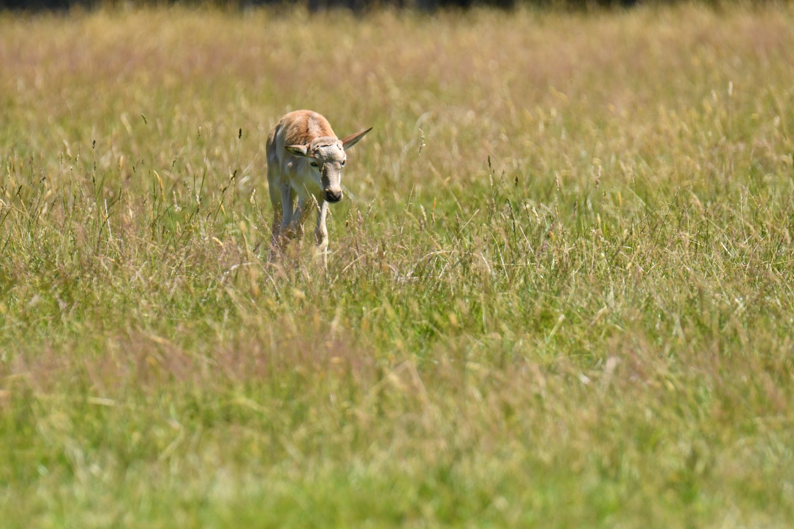 Blesbok (Damaliscus pygargus)