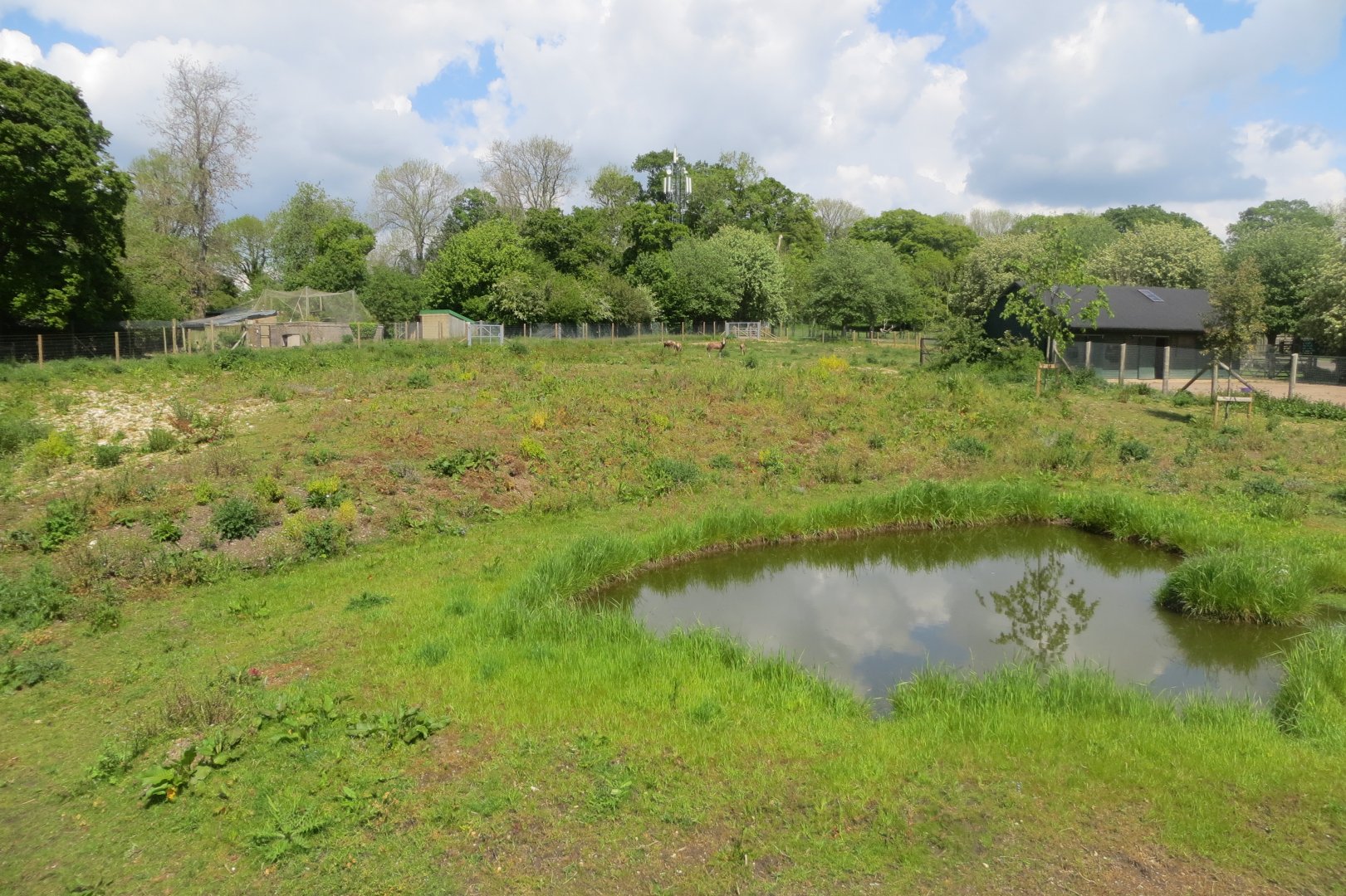 Blesbok enclosure 110519
