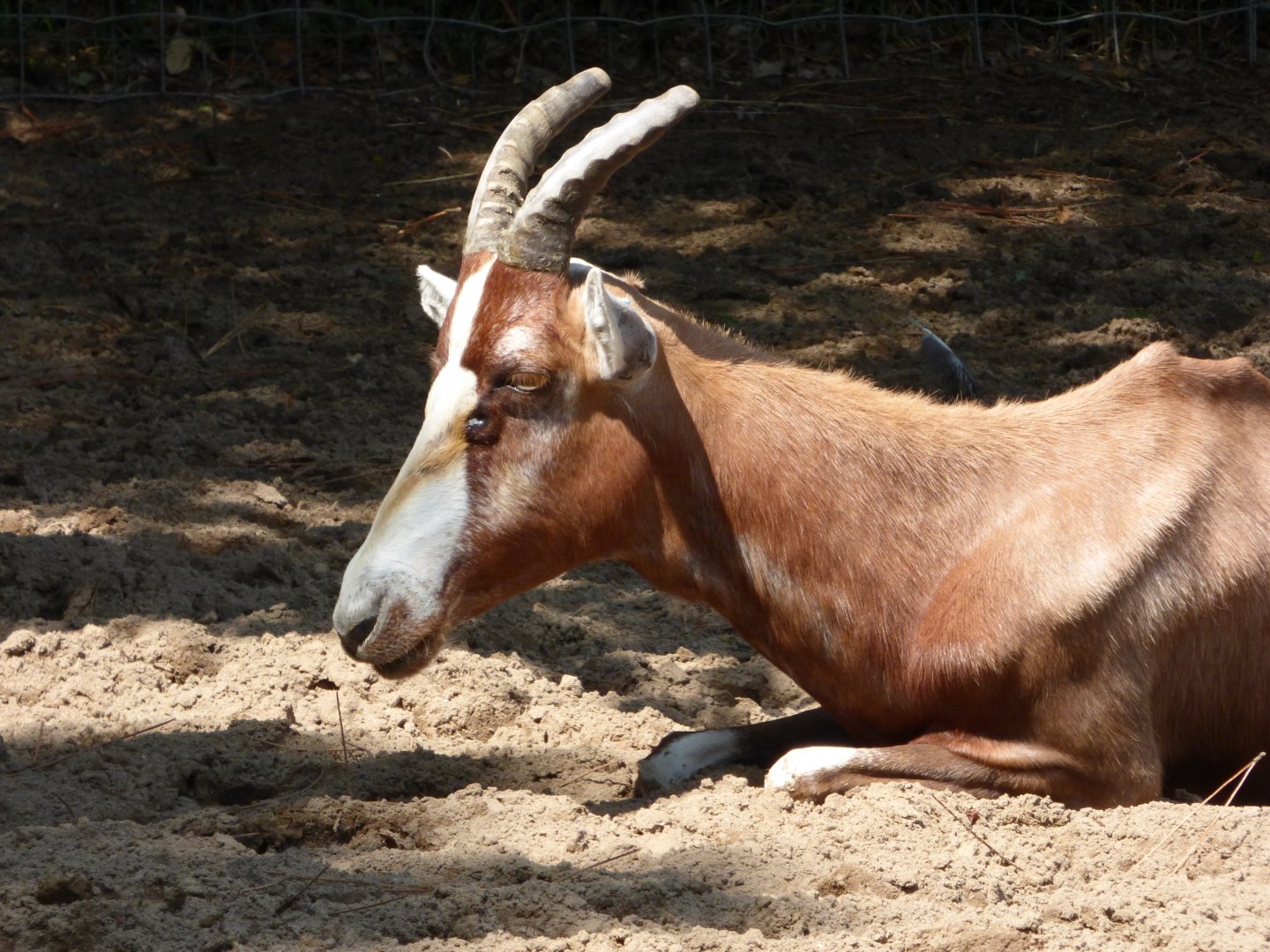 Blesbok Female