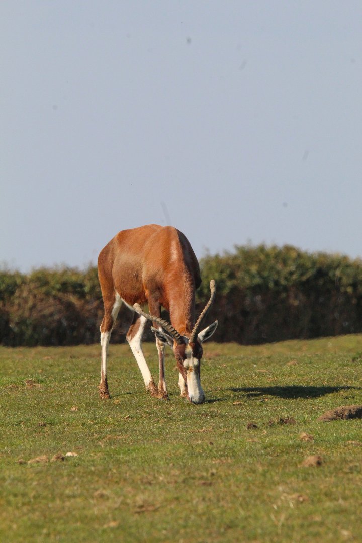 Blesbok in Spicer's field- 20th March 2025