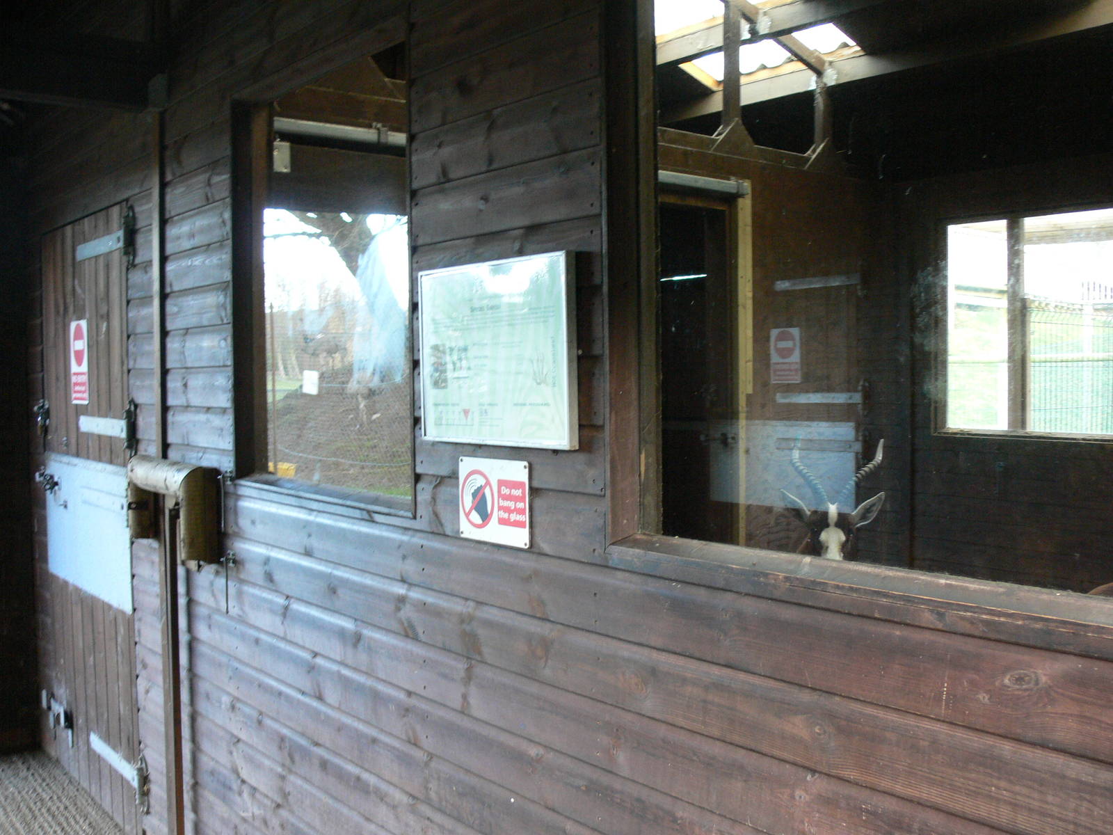 Blesbok interior at Blackpool Zoo, 09/12/12