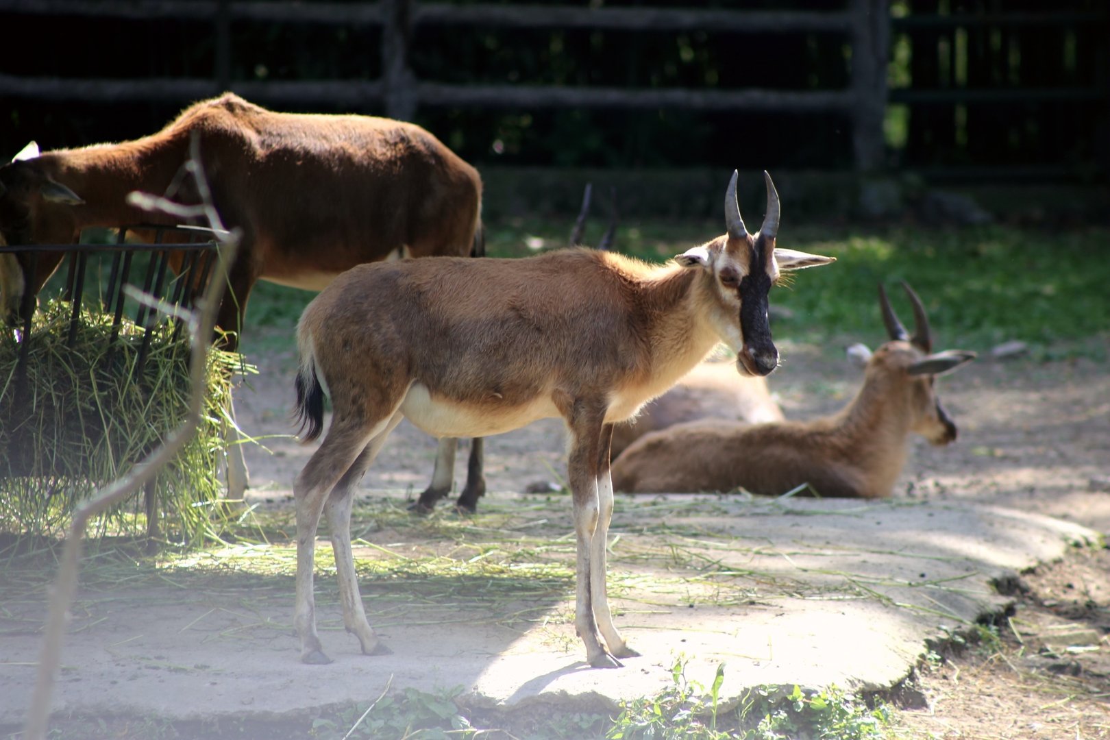 Blesbok Juvenile