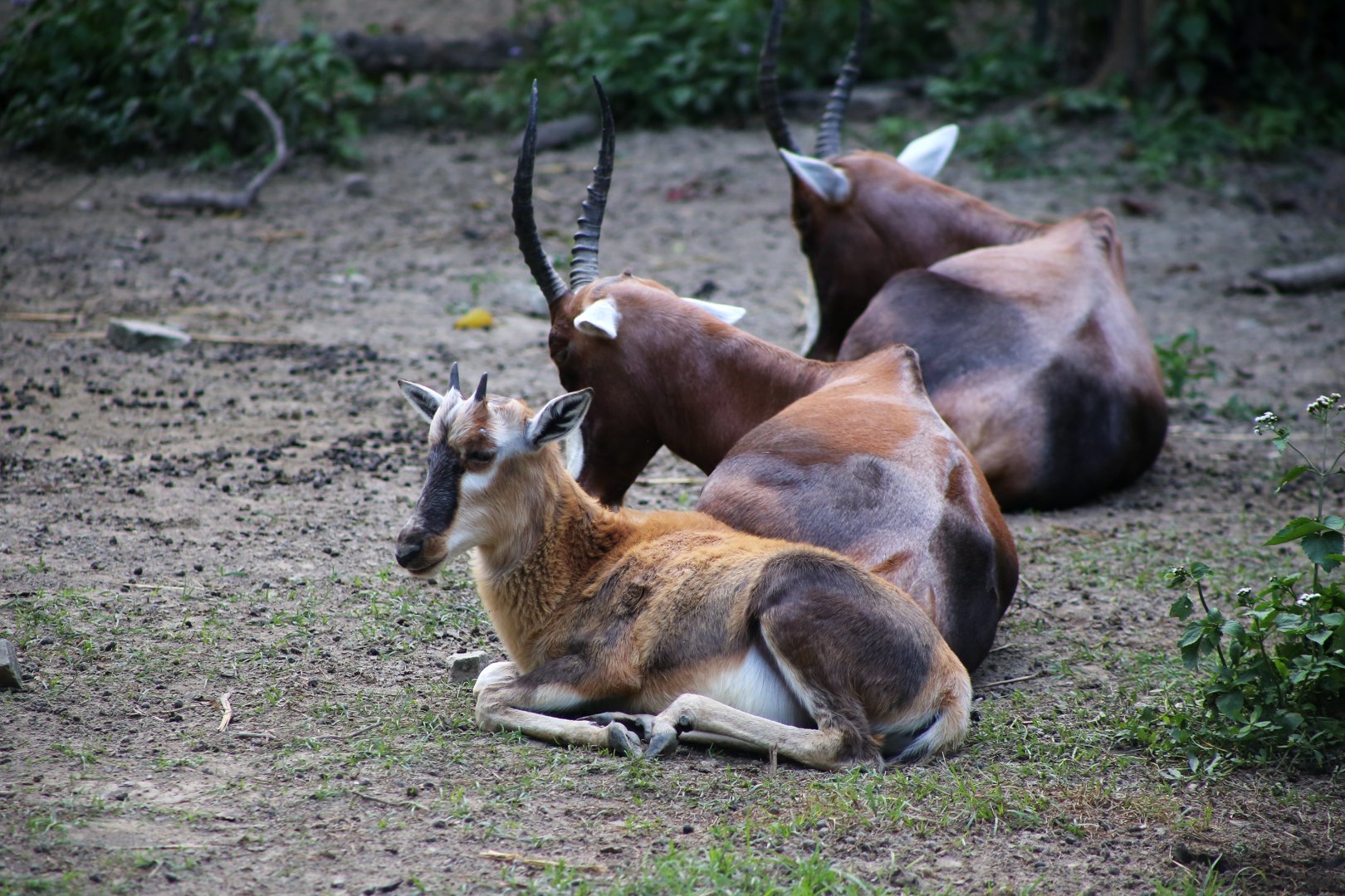 Blesbok Juvenile