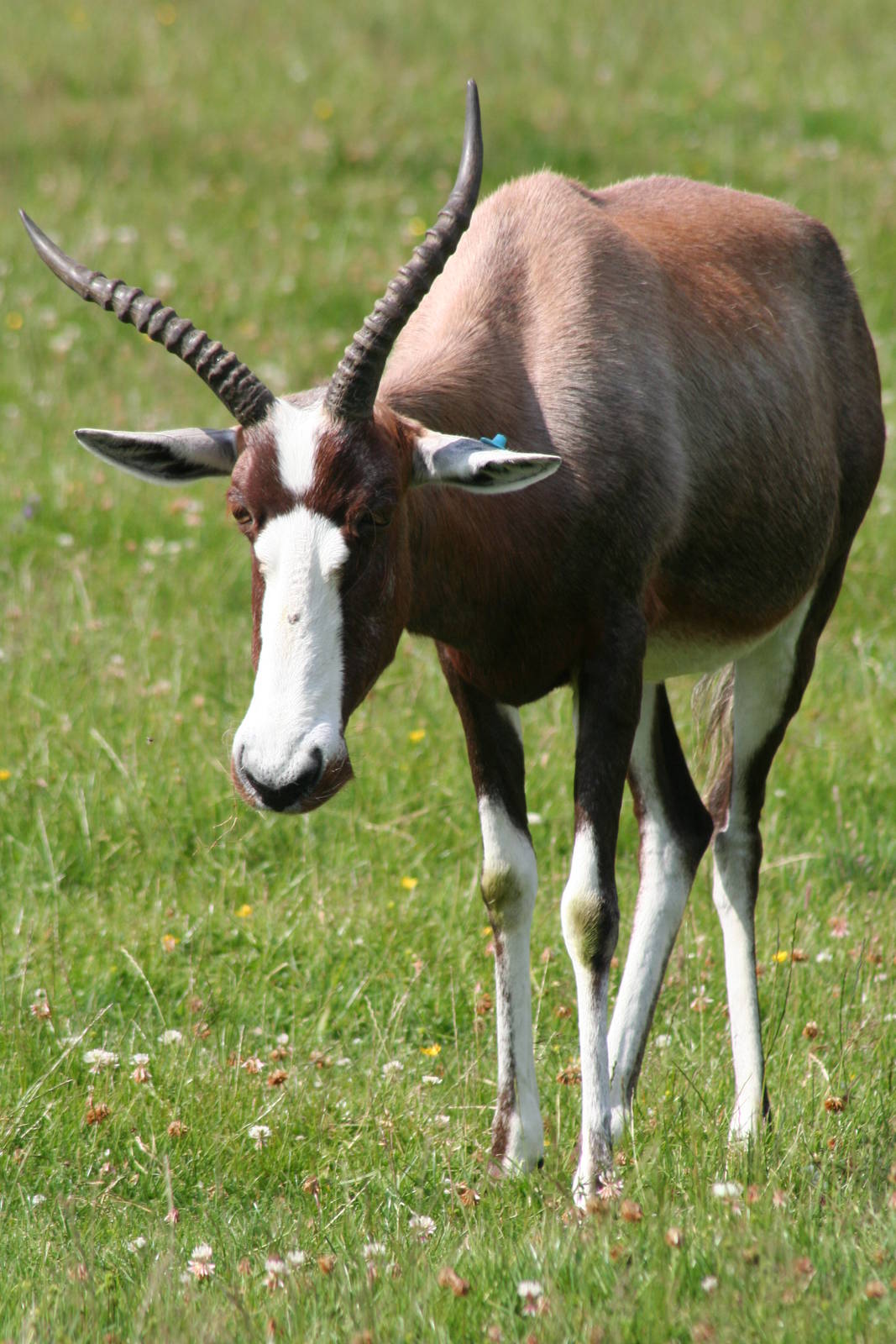 Blesbok @ Knowsley Safari Park  17.07.2013