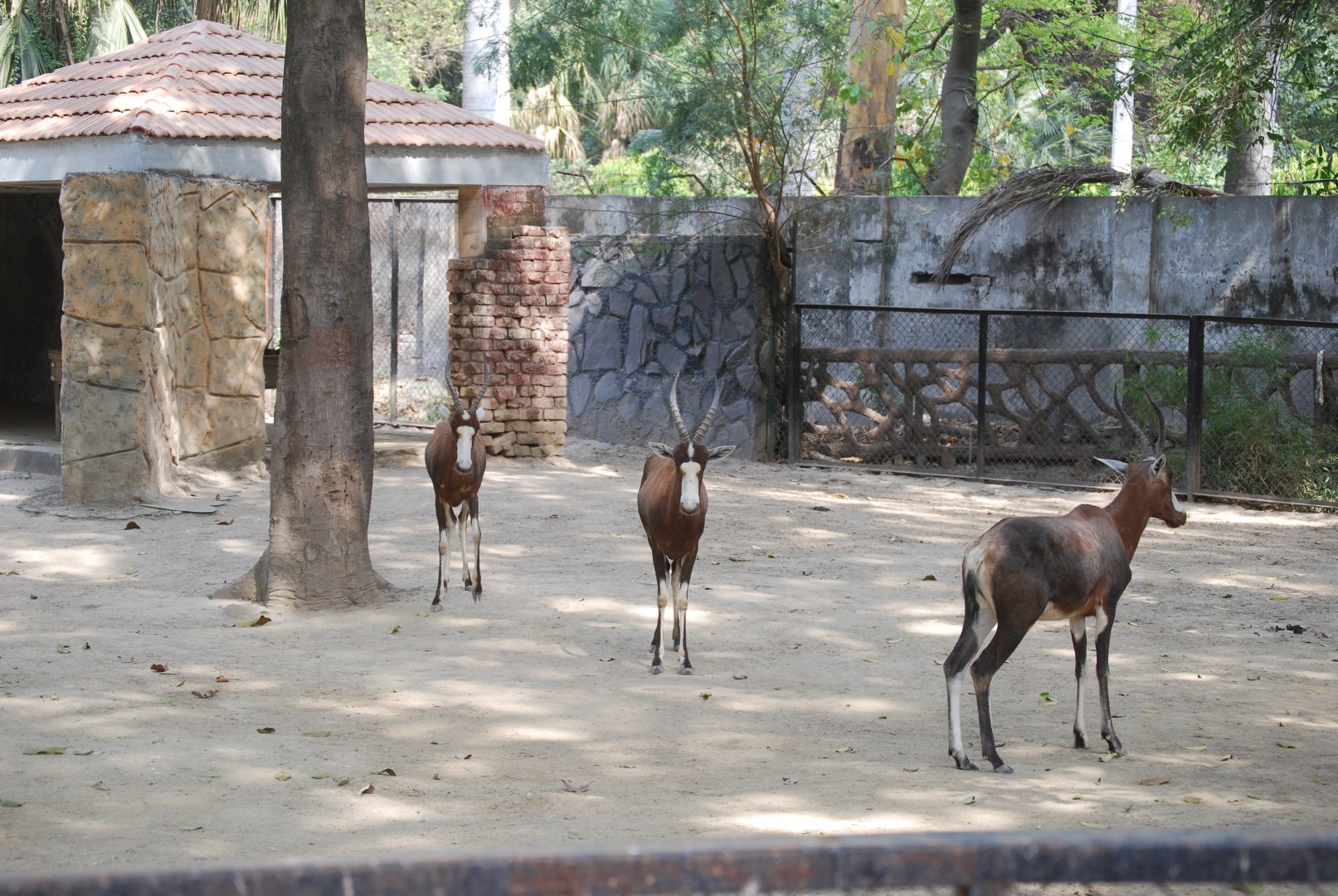 Blesbok -  Lahore zoo 26/4/2025