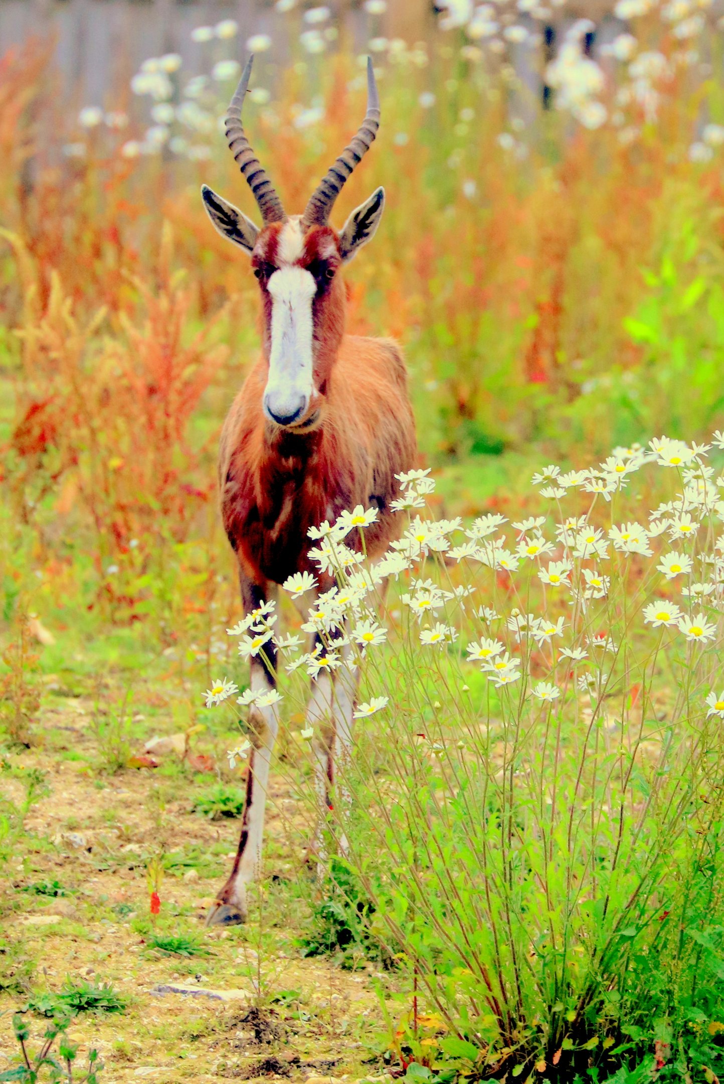 Blesbok; Marwell; 16th June 2019