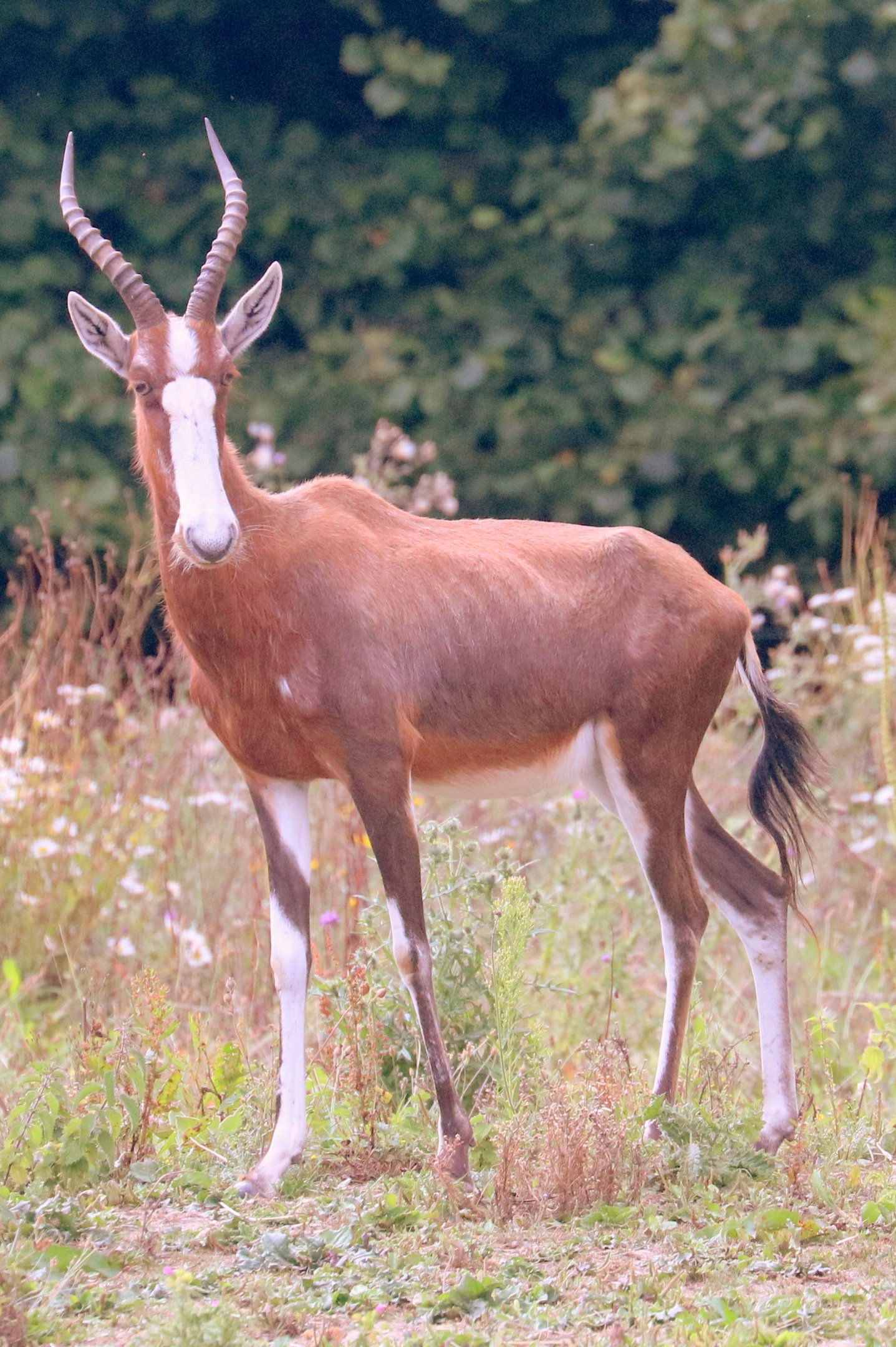 Blesbok; Marwell; 6th August 2019