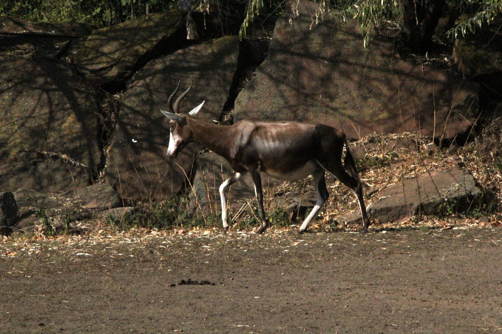 blesbok or blesbuck (Damaliscus pygargus phillipsi)