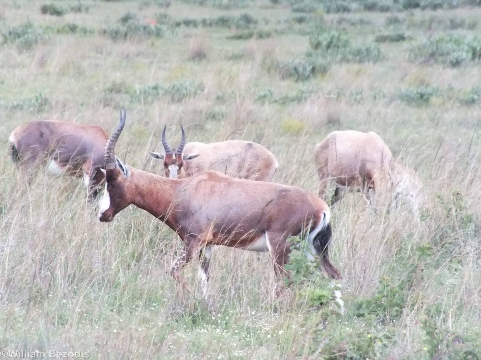 Blesbok or Bontebok? - 2012