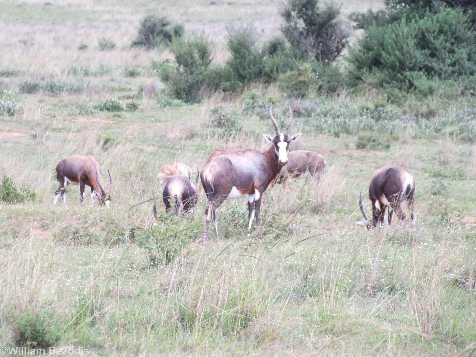 Blesbok or Bontebok? - 2012