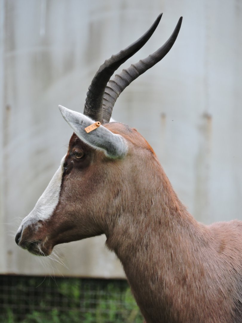 Blesbok profile