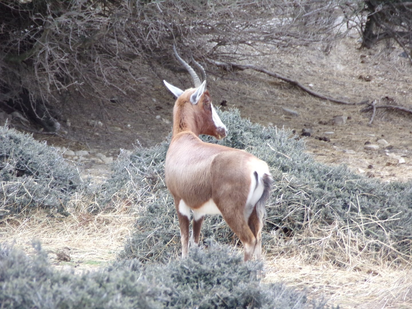 Blesbok - Réserve Africaine de Sigean - Réserve Africaine de Sigean (2024)