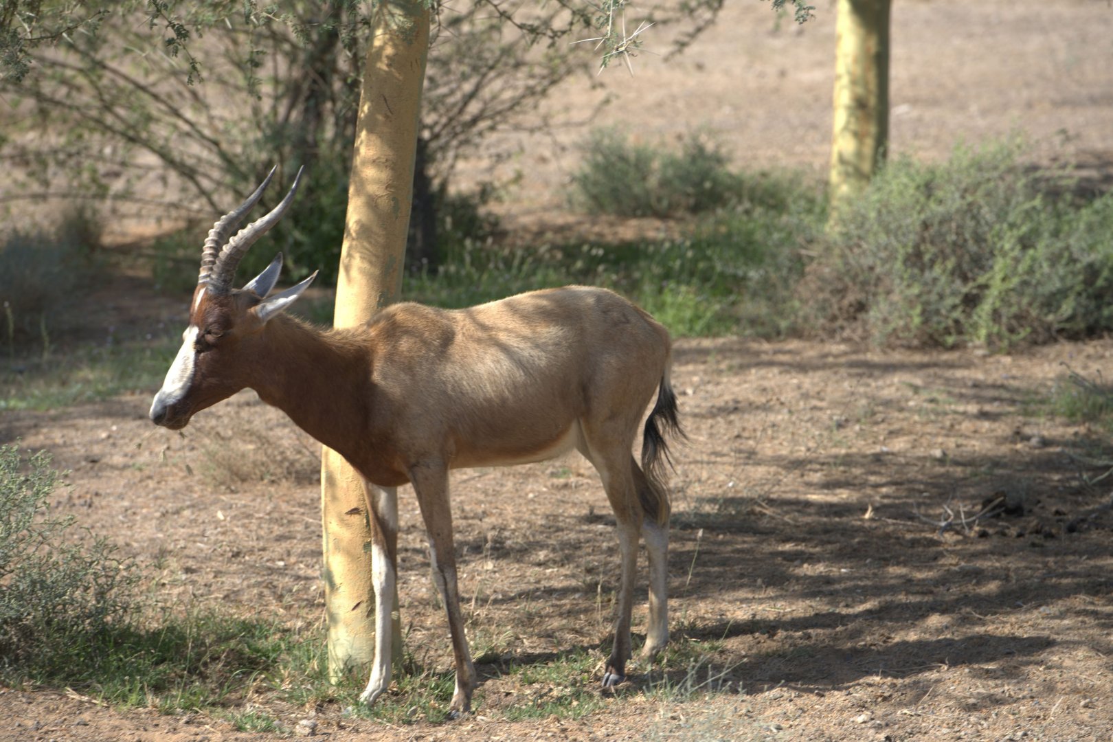 Blesbok, Savanna