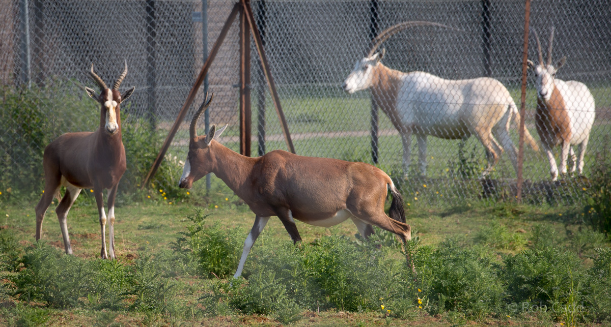 Blesbok; scimitar-horned oryx : Whipsnade : 05 Jun 2016