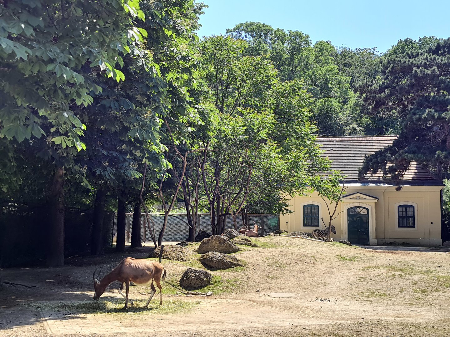 Blesbok- Tiergarten Schönbrunn