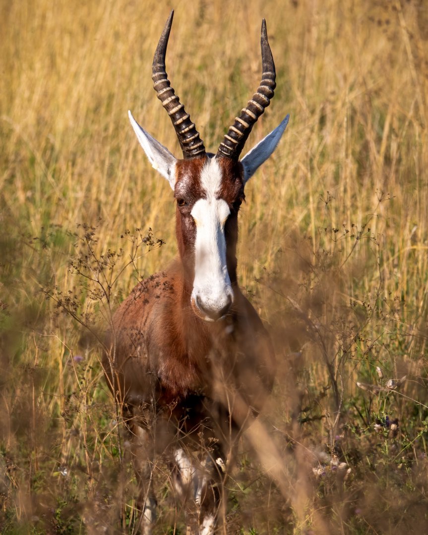 Blesbok / Watatunga / 1-9-20