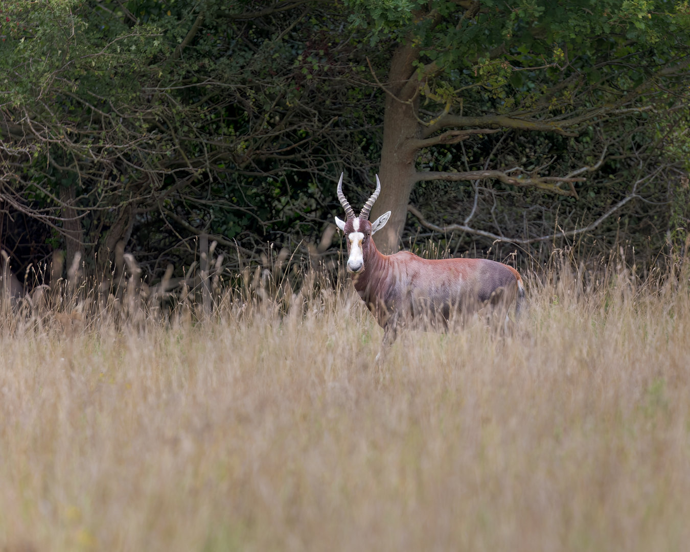 Blesbok / Watatunga / 15-9-22