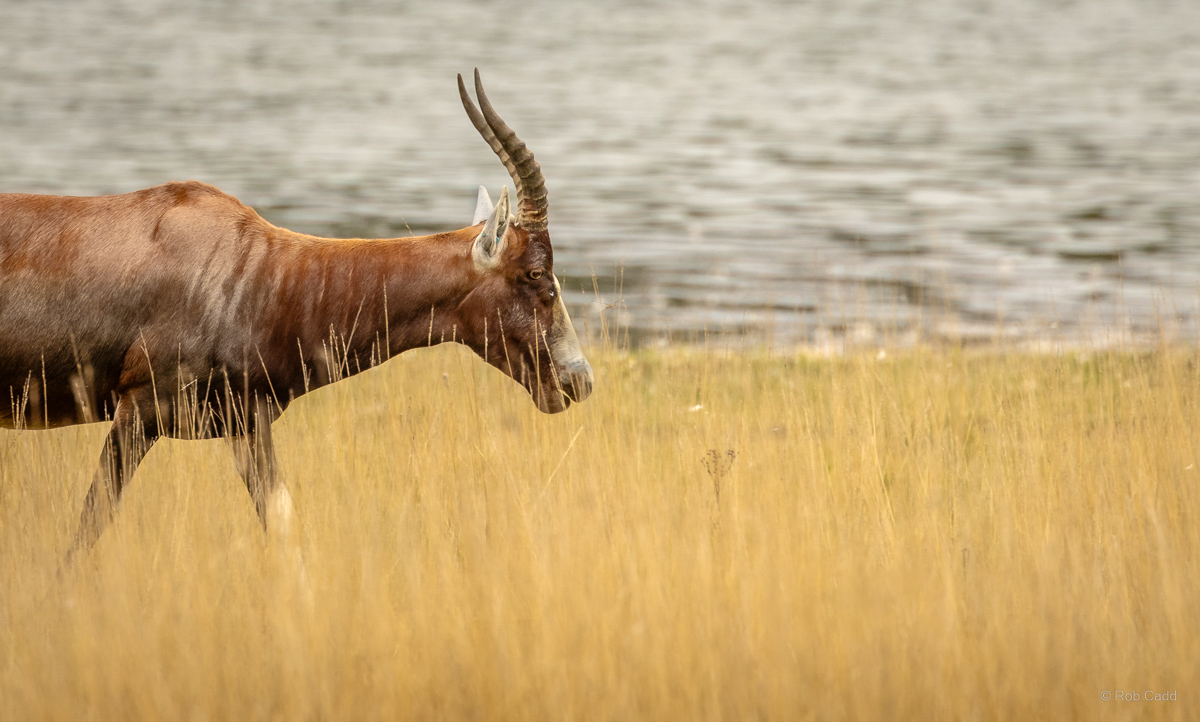 Blesbok : Watatunga : 22 Sep 2024