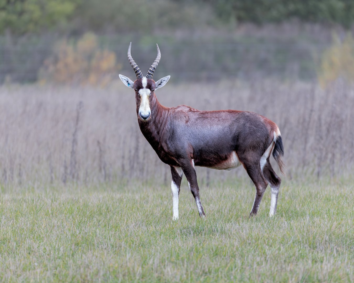 Blesbok / Watatunga / 7-11-23