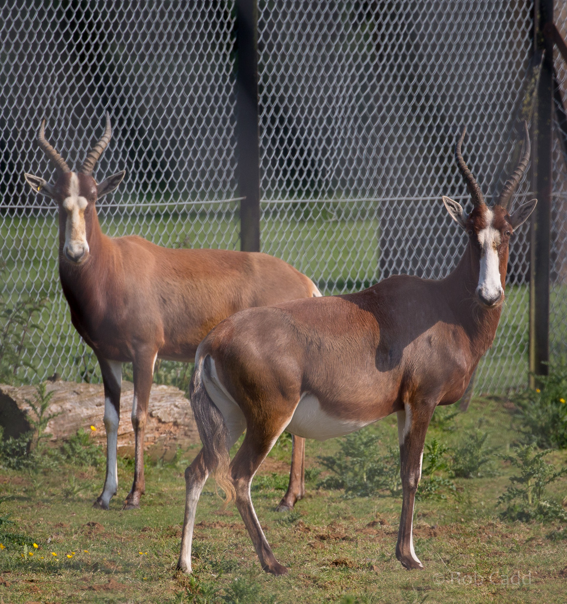 Blesbok : Whipsnade : 05 Jun 2016