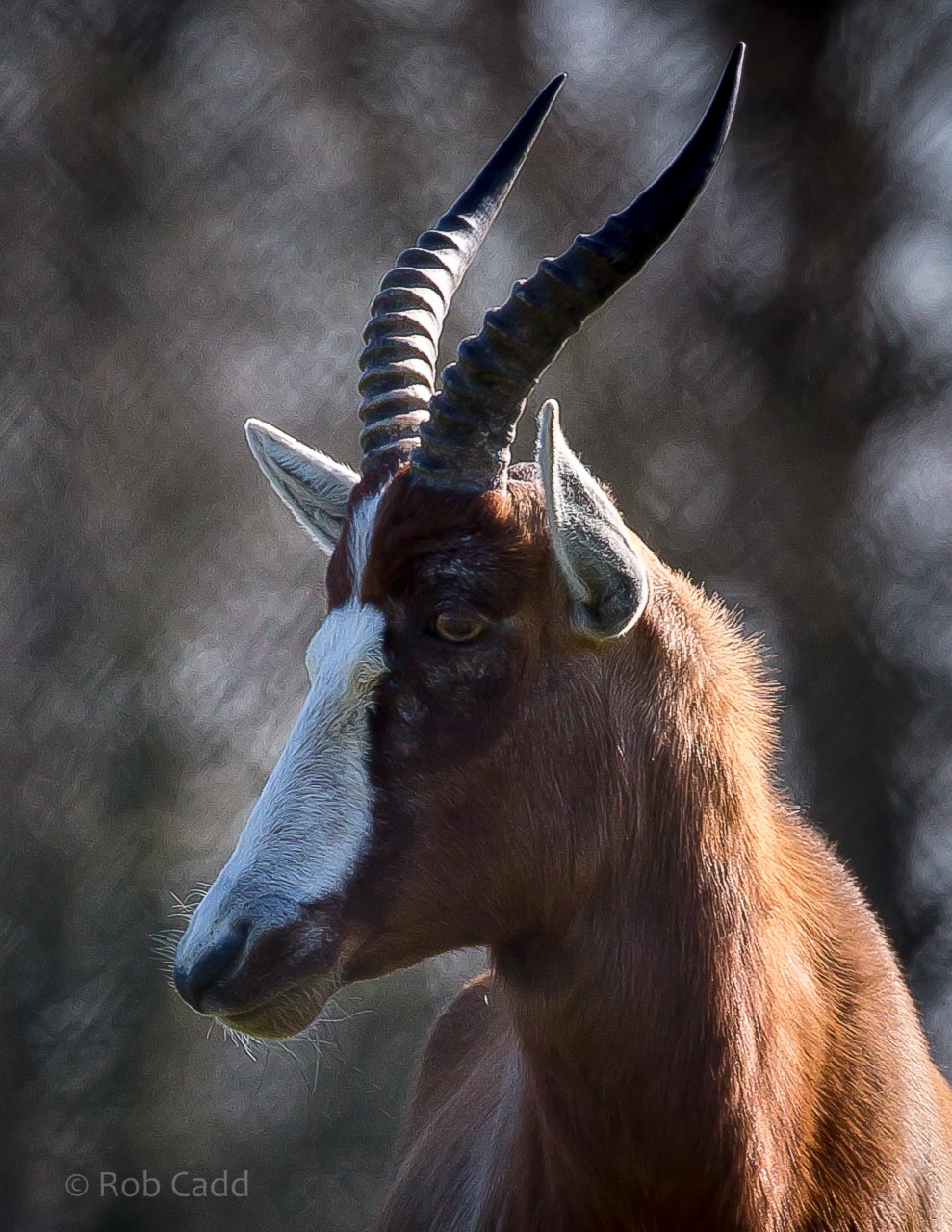 Blesbok : Whipsnade : 06 Apr 2015