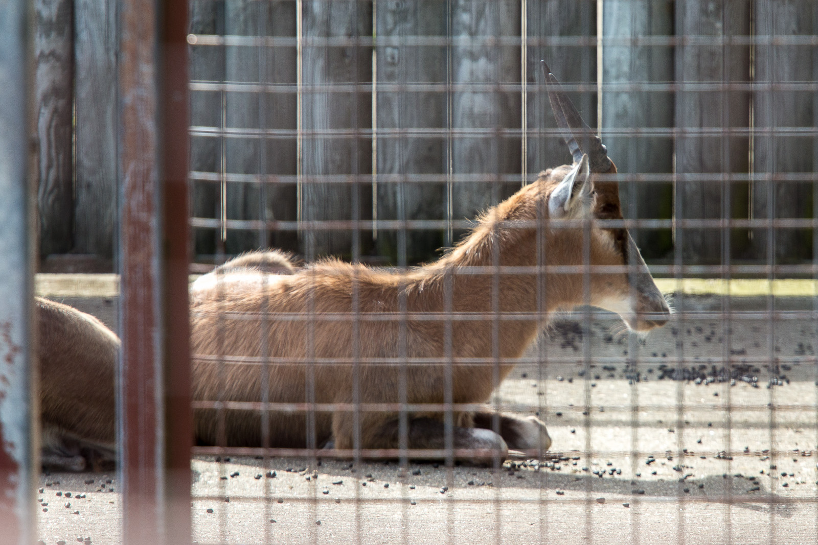 Blesbok : Whipsnade : 06 Jun 2014