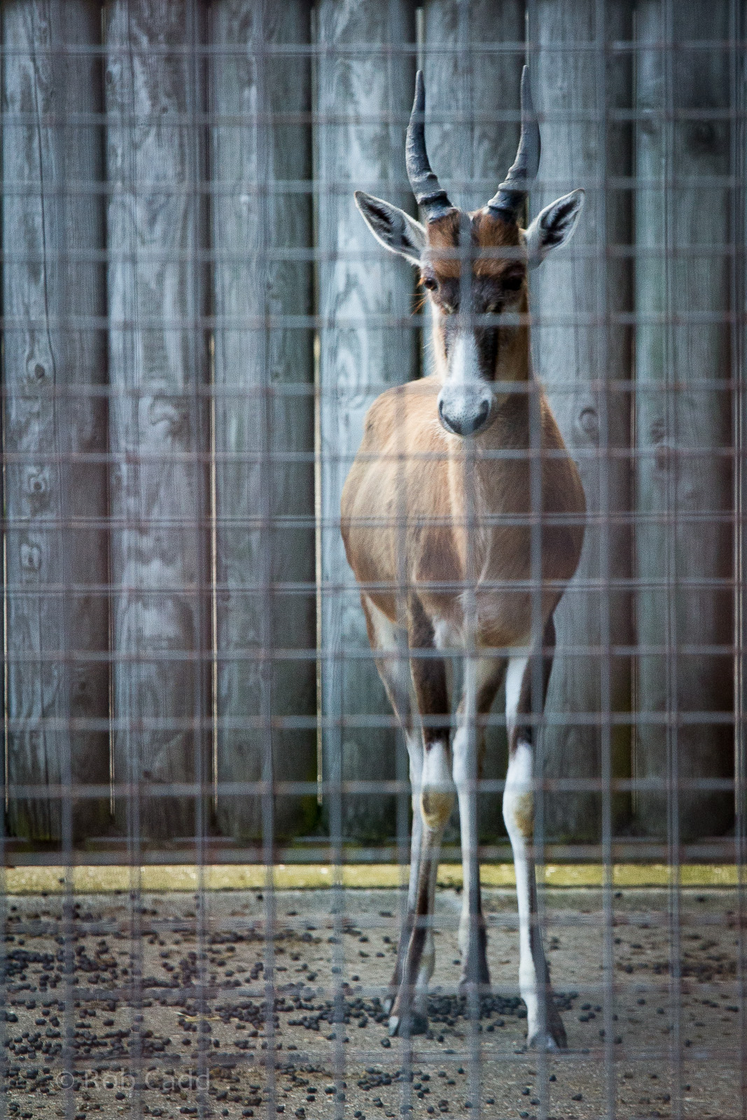 Blesbok : Whipsnade : 07 Jun 2014