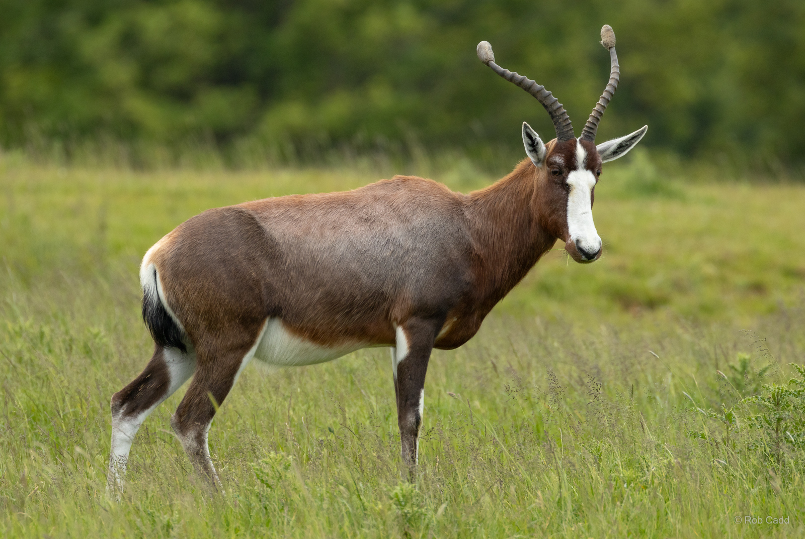 Blesbok : Whipsnade : 09 Jun 2024
