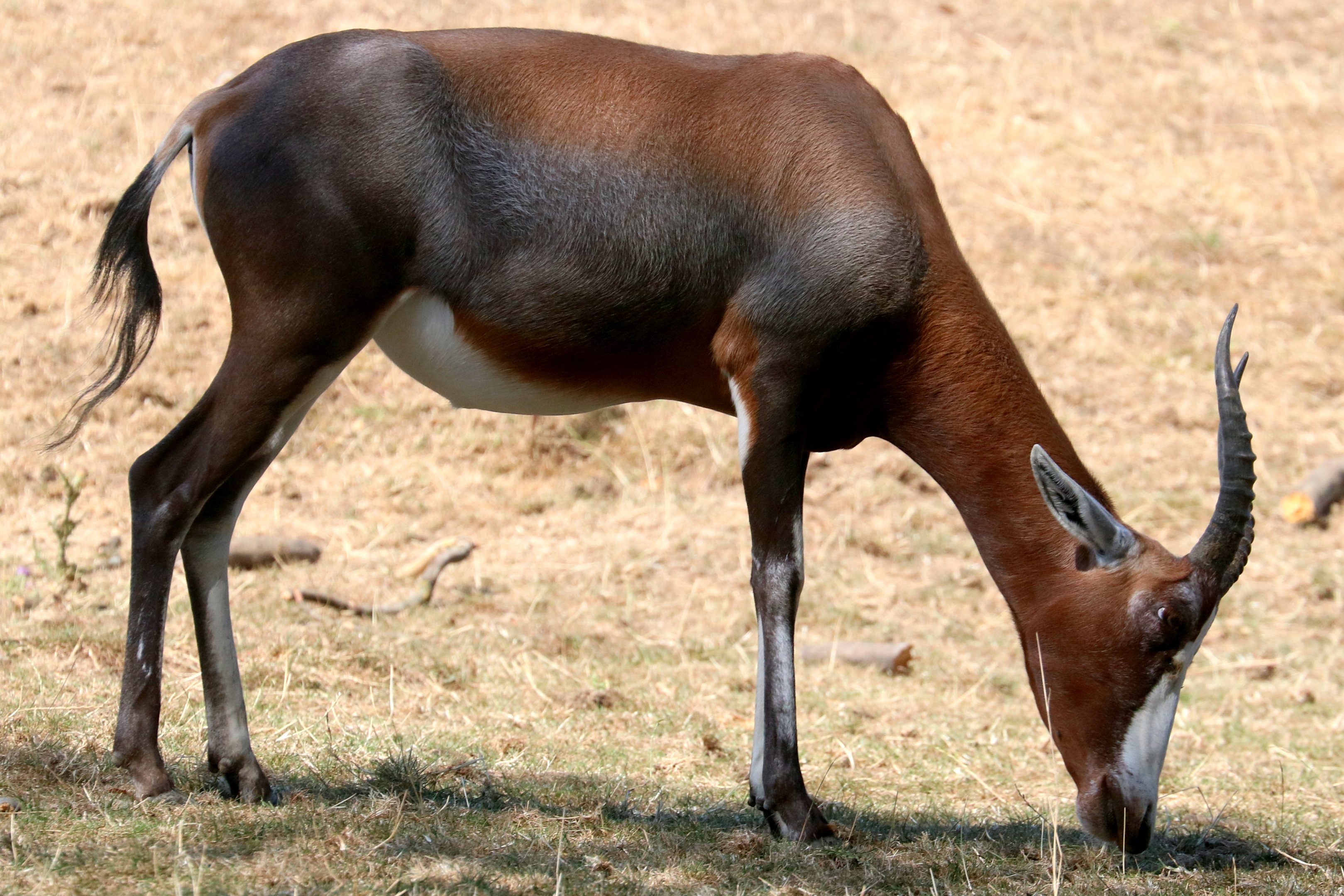 Blesbok; Whipsnade; 13th August 2022