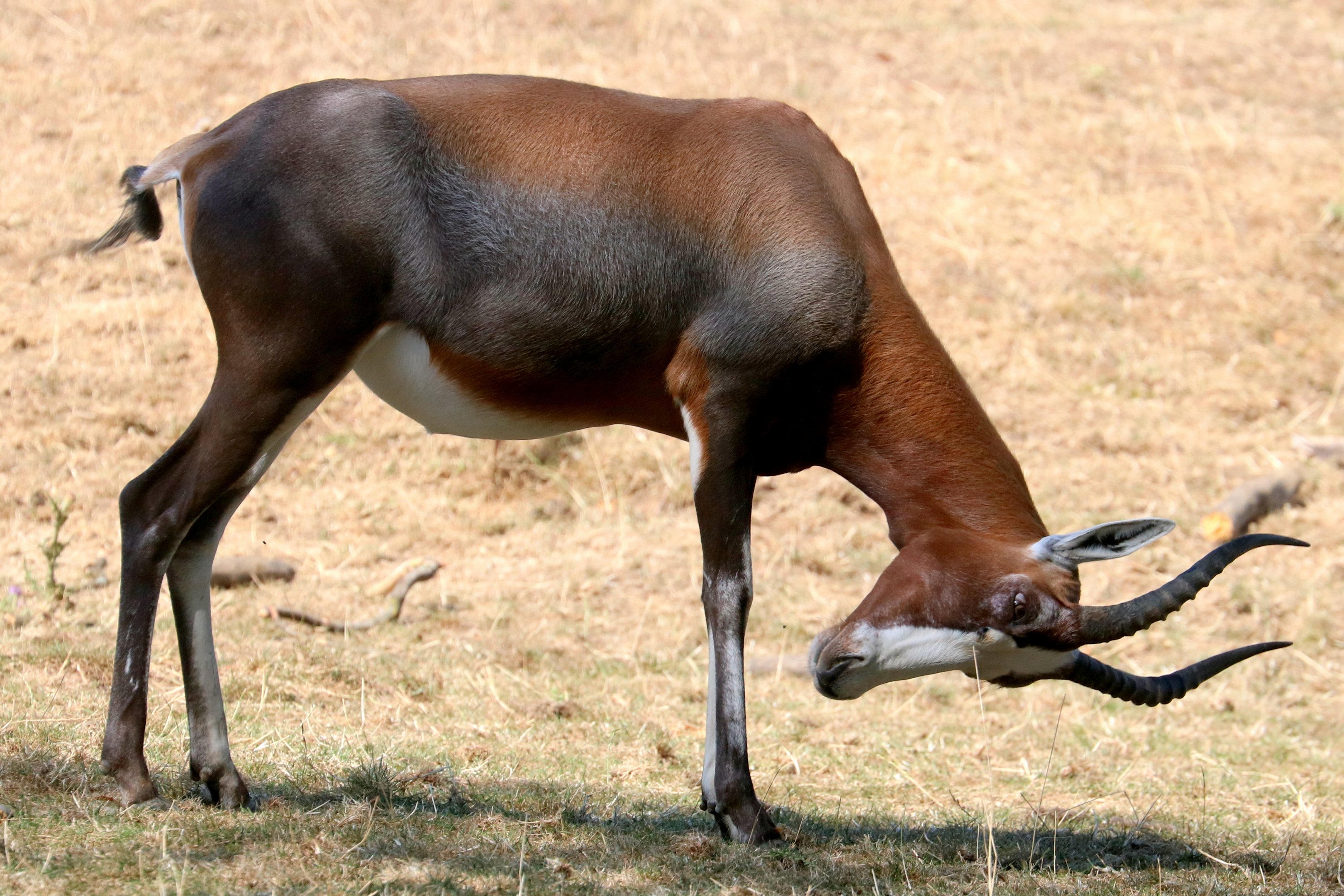Blesbok; Whipsnade; 13th August 2022