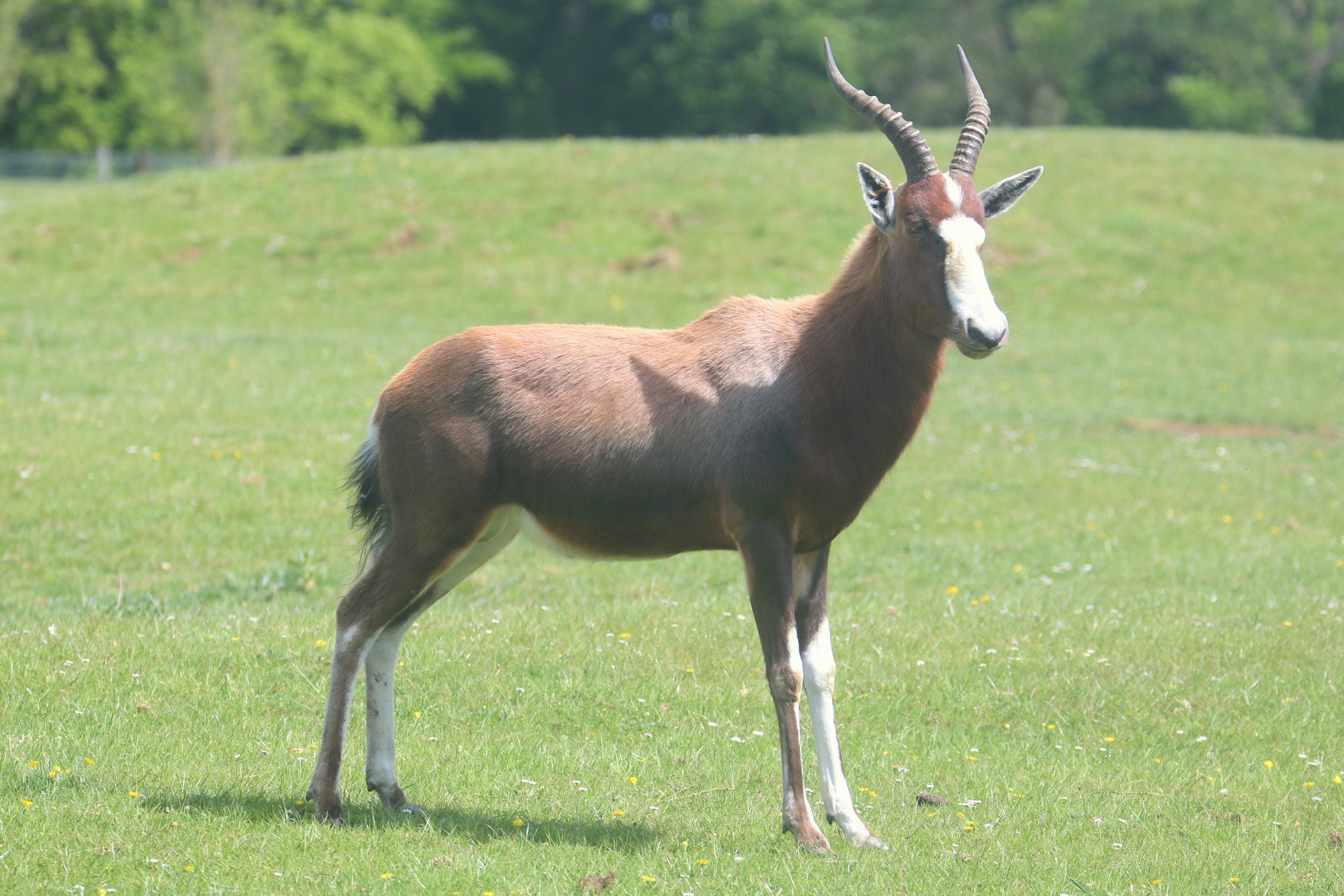 Blesbok; Whipsnade; 13th May 2022