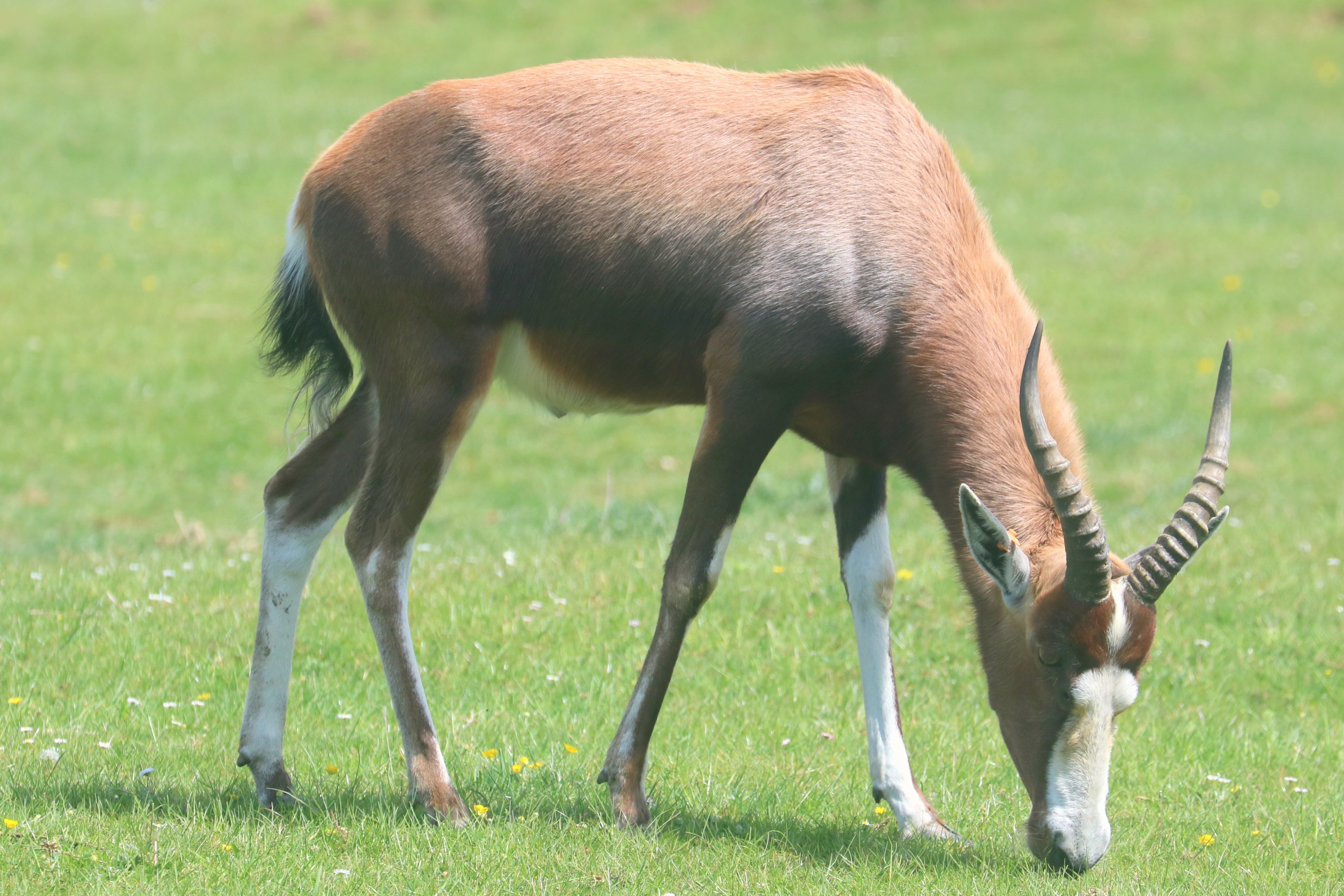 Blesbok; Whipsnade; 13th May 2022