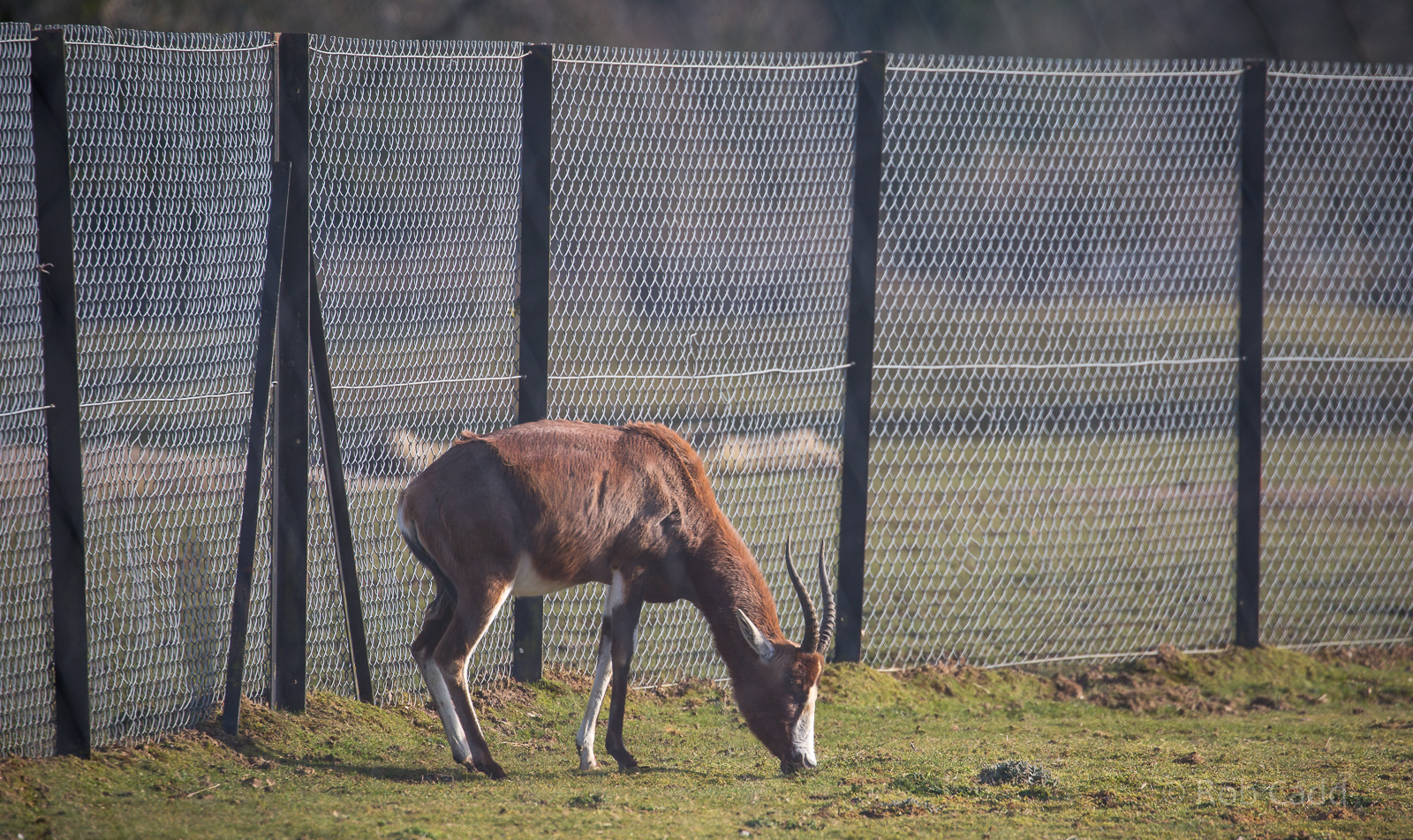 Blesbok : Whipsnade : 14 Mar 2016