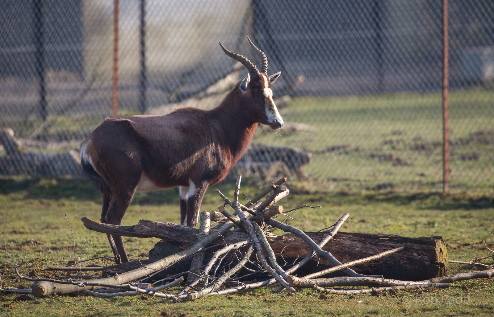 Blesbok : Whipsnade : 14 Mar 2016