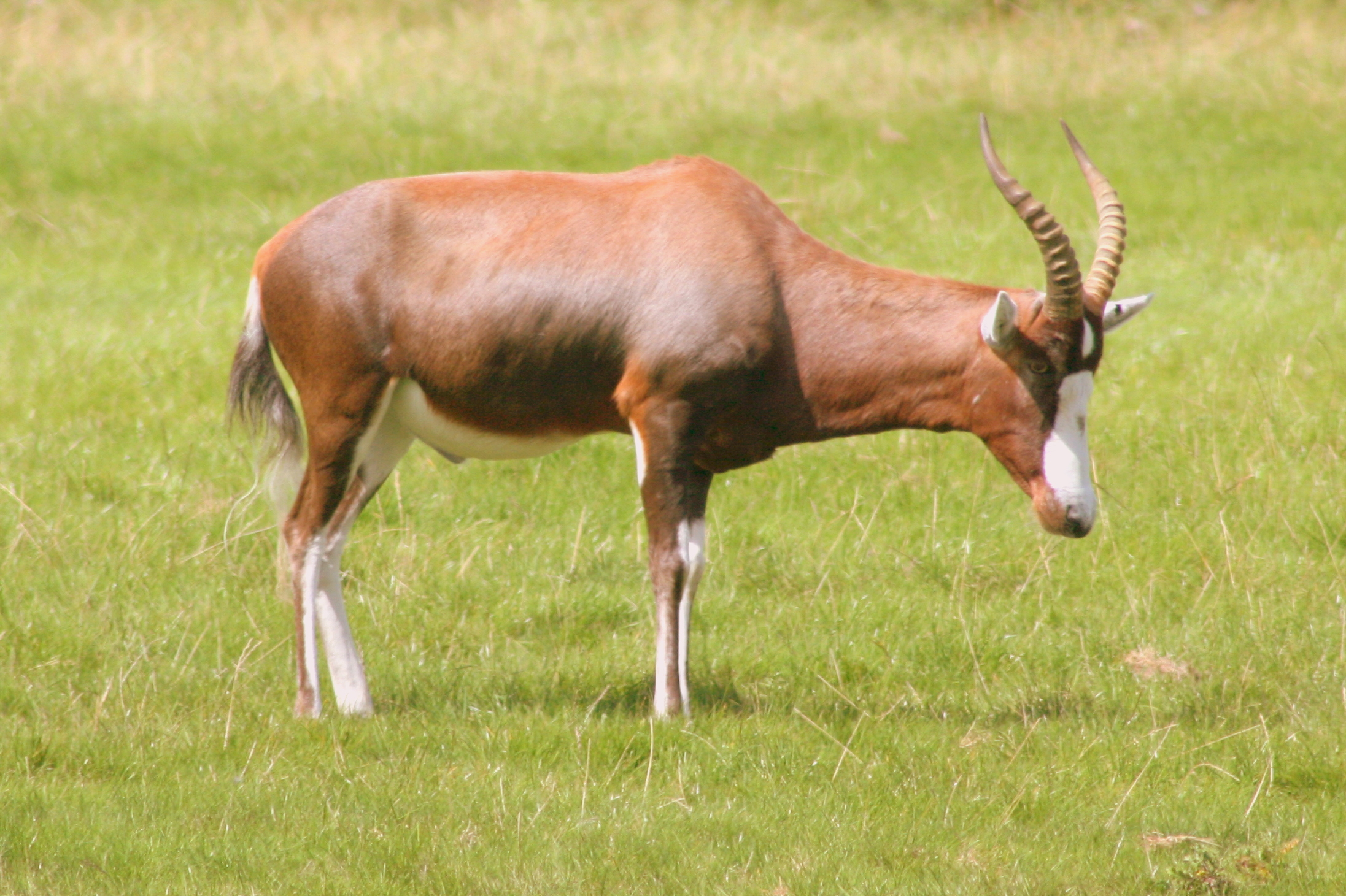 Blesbok; Whipsnade; 15th August 2017