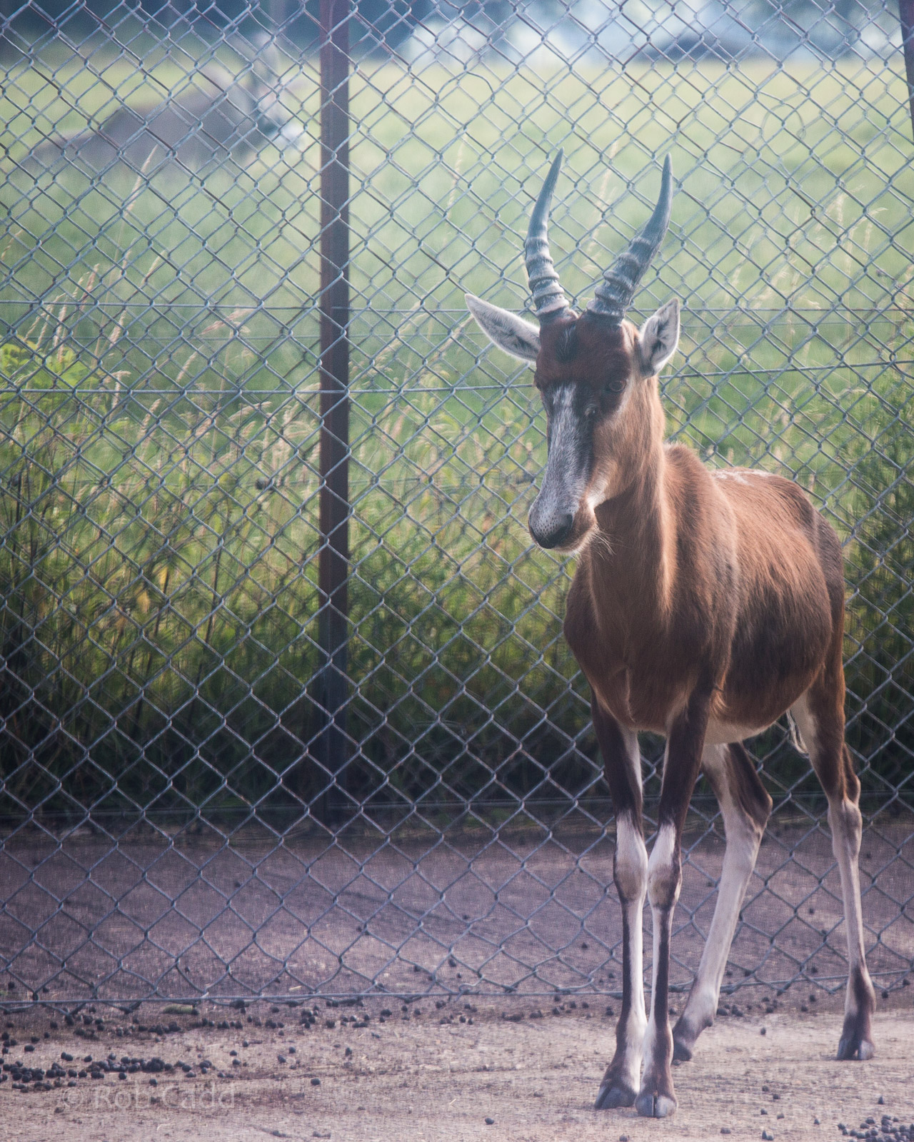 Blesbok : Whipsnade : 19 Jul 2014