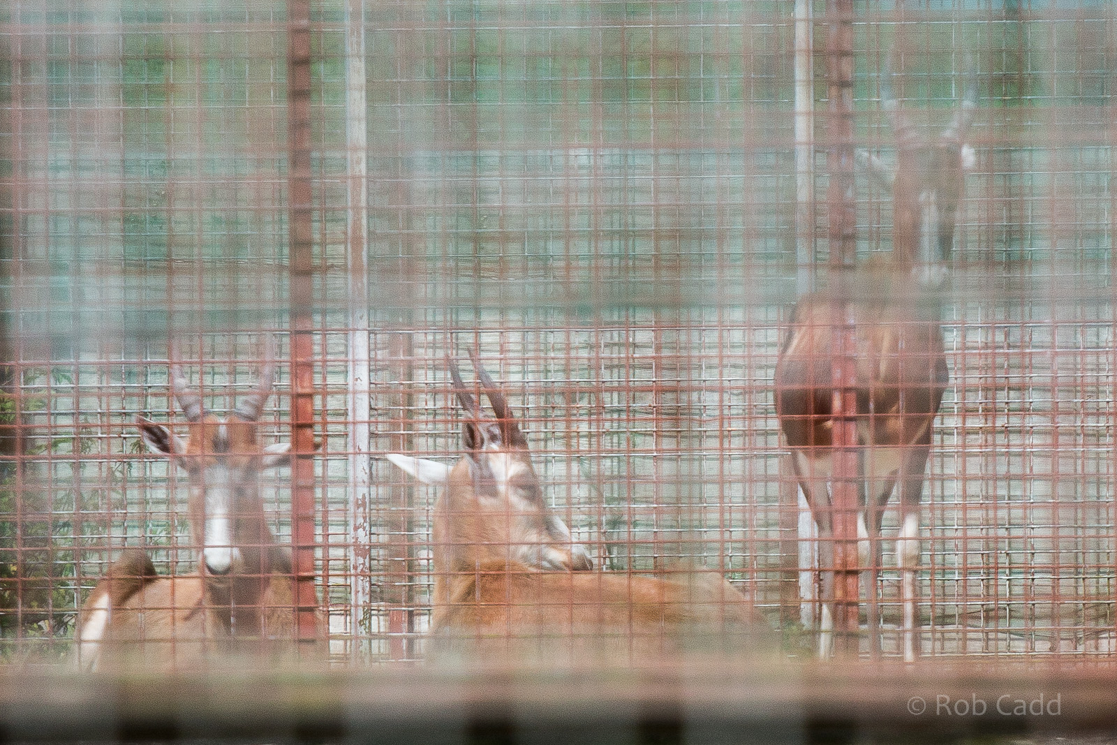 Blesbok : Whipsnade : 22 Jun 2014