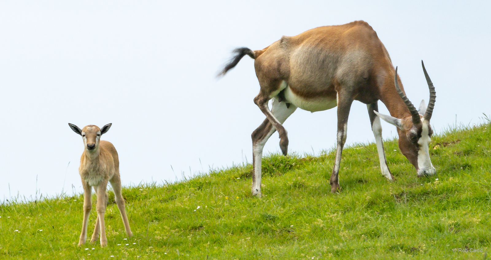 Blesbok : Whipsnade : 24 May 2024