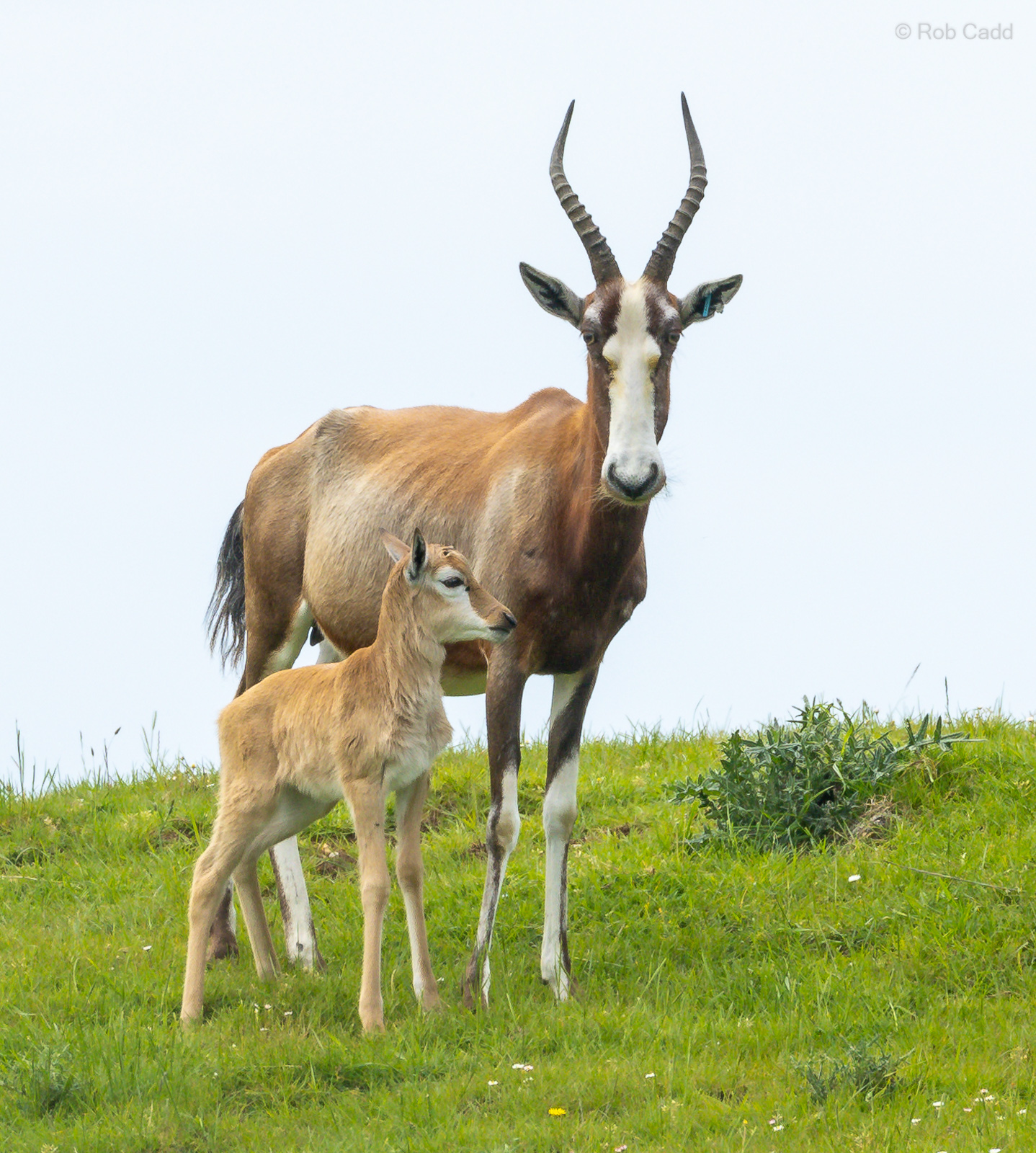 Blesbok : Whipsnade : 24 May 2024