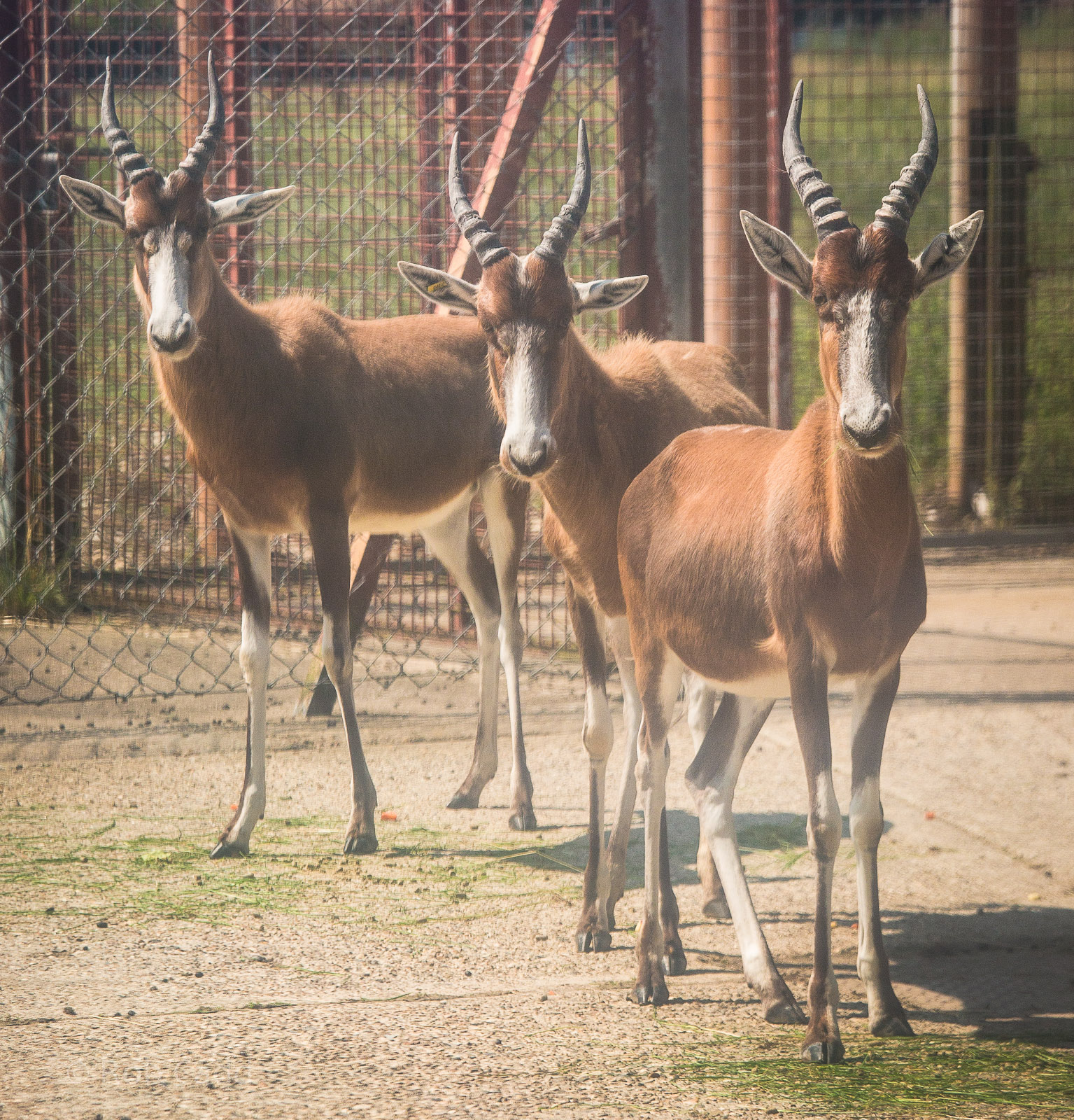 Blesbok : Whipsnade : 25 Jul 2014