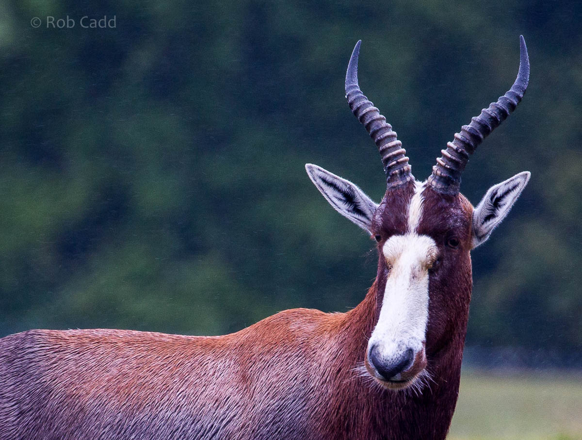 Blesbok : Whipsnade : 26 Jul 2015