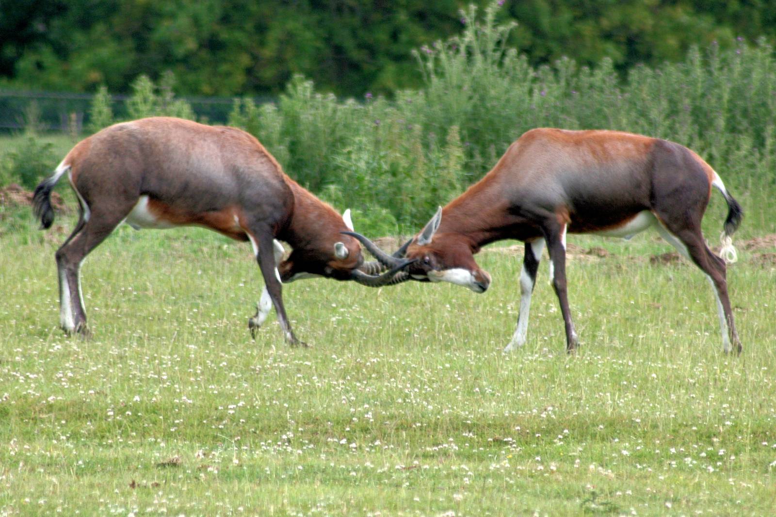 Blesbok; Whipsnade; 27th June 2015