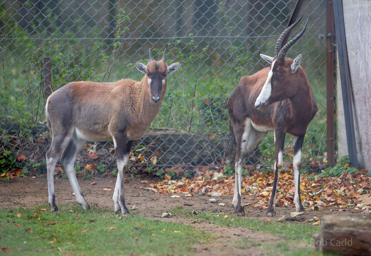 Blesbok : Whipsnade : 29 Oct 2017