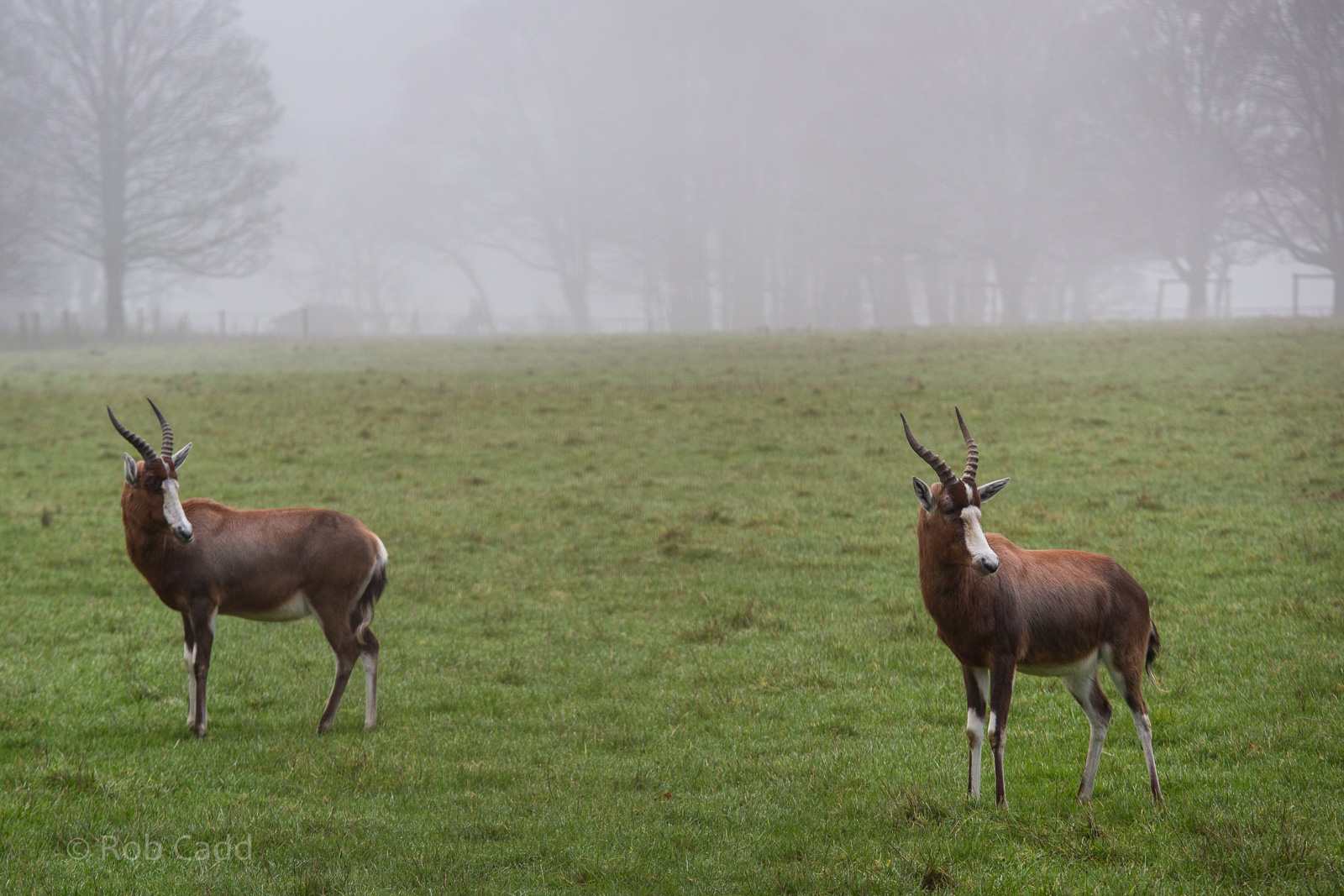 Blesbok : Whipsnade : 30 Nov 2014